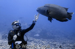 The Napoleon at Blue Corner is very friendly.  It seizes ... by Wendy Capili 